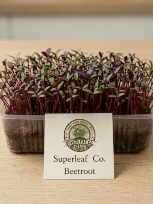 Beetroot Microgreens: The Natural Blood & Energy Booster