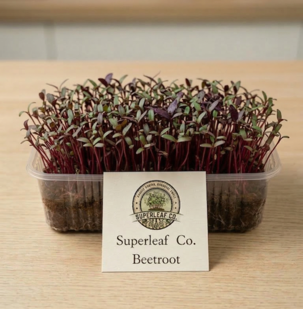 Beetroot Microgreens: The Natural Blood & Energy Booster