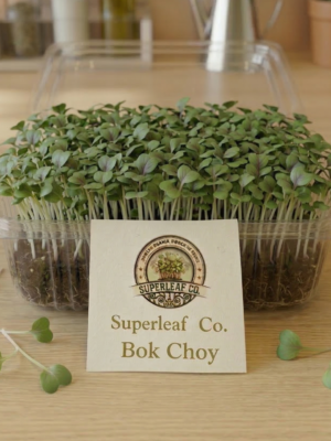 Bok Choy Microgreens: The Ancient Wellness Secret