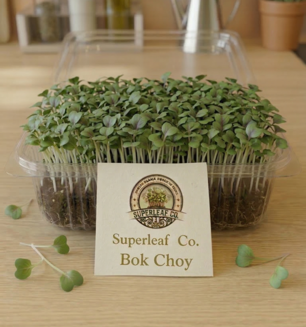 Bok Choy Microgreens: The Ancient Wellness Secret