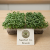 Broccoli Microgreens: The Ultimate Living Superfood