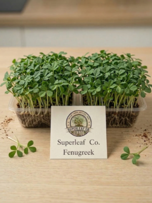 Fenugreek Microgreens: The Ancient Digestive Superfood