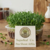 Pea Shoot Affilia: The Sweet & Crunchy Superfood