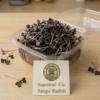Sango Radish Microgreens – Bold Color, Spicy Flavor & Vitality
