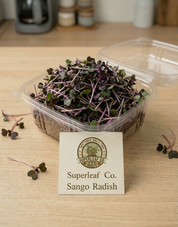 Sango Radish Microgreens – Bold Color, Spicy Flavor & Vitality