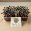Sango Radish Microgreens – Bold Color, Spicy Flavor & Vitality
