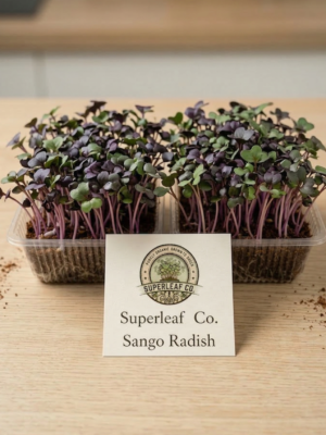 Sango Radish Microgreens – Bold Color, Spicy Flavor & Vitality