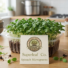 Spinach Microgreens: The Gentle Energy Booster