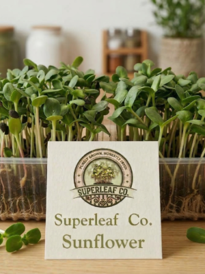 Sunflower Microgreens – Nutty, Crunchy & Protein-Rich