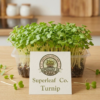 Turnip Microgreens: The Gentle Detoxifier